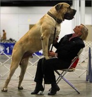 big dog 01