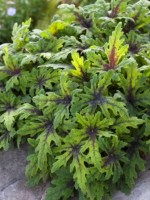 tiarella Timbuktu