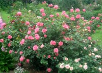 DSC08054