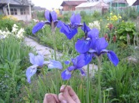 Фостре Флямме и обычный сибирский ирис