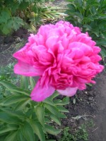 DSCN8062