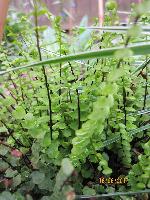 костенец волосистый