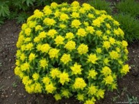 Euphorbia polychroma