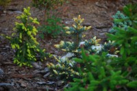 Picea abies Gold Drift Picea pungens Bialobok Picea abies acrocona Pusch шишки
