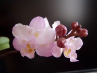 P1010022
