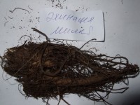 2012 0307 Эхинацея