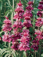 Monarda Bergamo