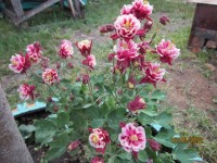 аквилегея Винки красная