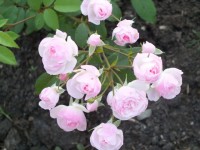 Mozarts Lady   1