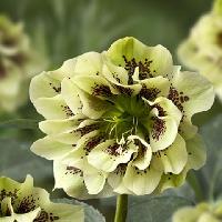 Дабл Спотти