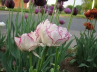 Tulip Belicia 2