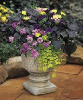 ipomeoa pot