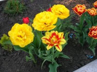 Изображение 113