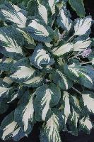 Hosta Hans