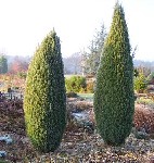 hrmo39