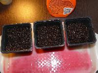 посев томатов 6