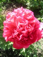 DSCN7625
