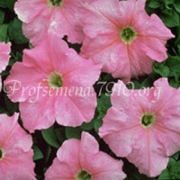 SupBlush Petunia Seed M