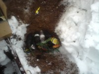 розки в прикоп