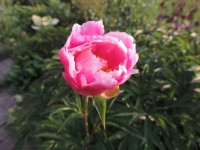 Пион Черная гортензия 8415  2