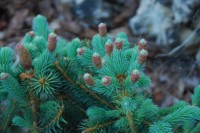 Picea pungens Hermann Naue шишки
