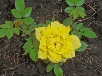 Зонненкинг