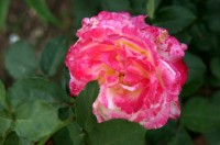 DSC03653