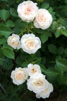 Mon Jardin 2