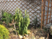 CHAMAECYPARIS NOOTK   PENDULA
