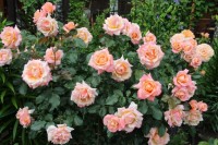 Ruffle s Dream  5