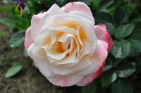 DSC 0709
