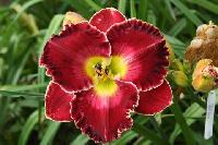 СЕРДЦЕ МОСКВЫ