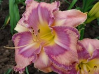 MILDRED MITCHELL 63 03