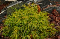 Chamaecyparis pisifera Sungold