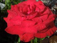 DSCN0623