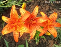 Изображение 059