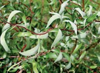 Ива извилистая