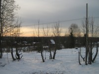 Живая изгородь из лип