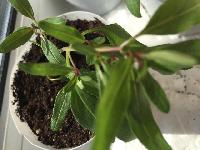 Подскажите что это за цветок