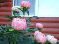 DSCF9623 b