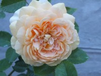 DSCF1708
