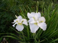 Ирис сибирский