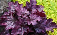 heuchera plum royale large