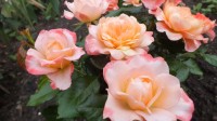 DSCF0243