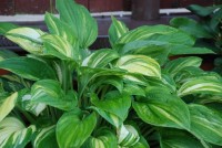 Hosta Stealth