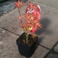 acer palmatum wilsons pink dwarf