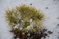 Pinus sylvestris Jakutsk