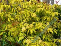 Sambucus racemosa plumosa aurea   boryslawice