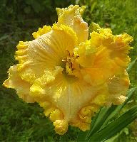 ЗОЛОТО ИНКОВ