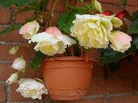 Клубневая бегония Opium White